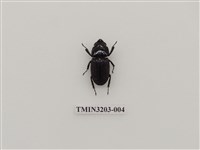 藏品(平頭大鍬形蟲)的圖片